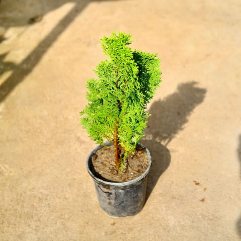 Morpankhi in 6 Inch Nursery Pot