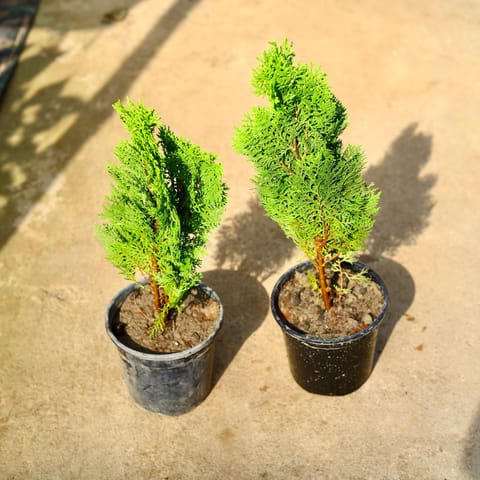Set of 2 - Morpankhi in 6 Inch Nursery Pot