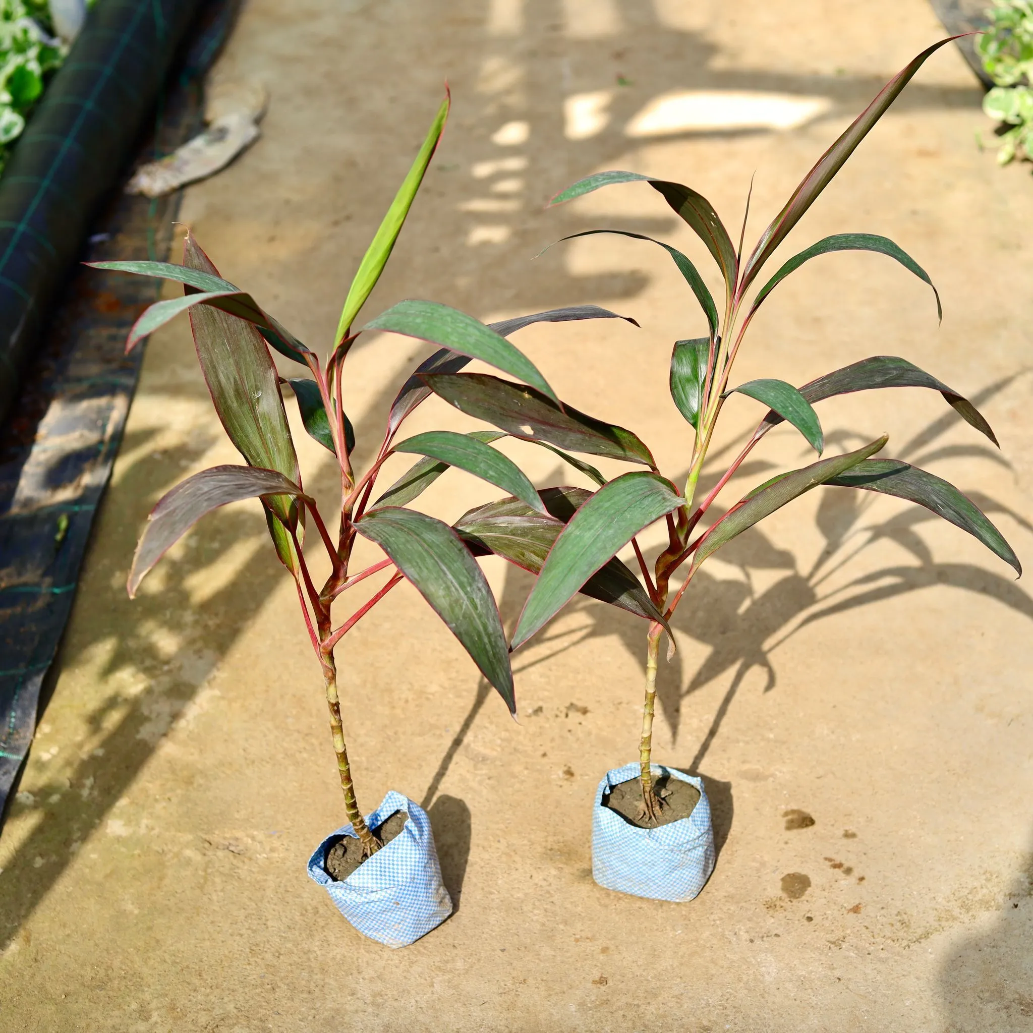 Set of 2 - Dracaena Mahatma in 4 Inch Nursery Bag