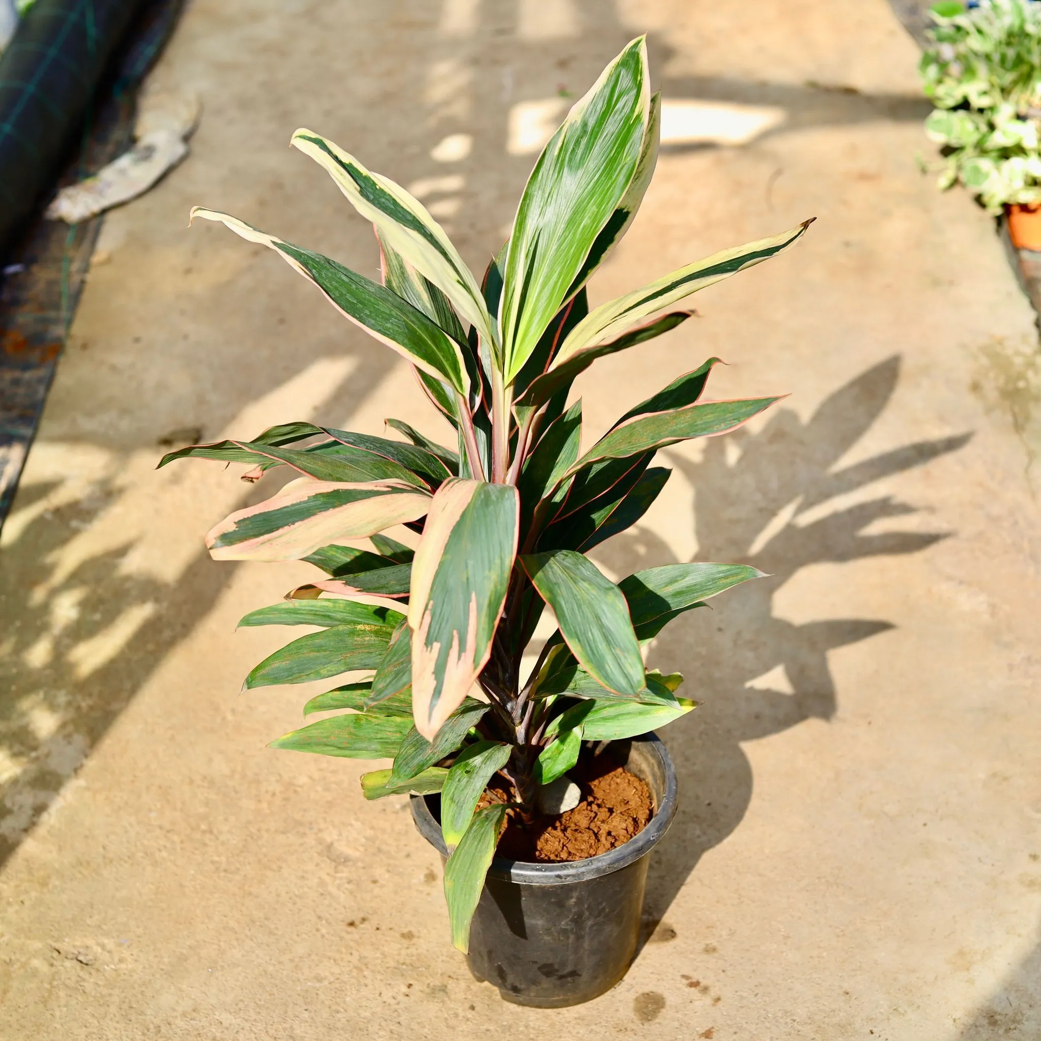 Air Purifying - Dracaena Coffee in 8 Inch Nursery Pot