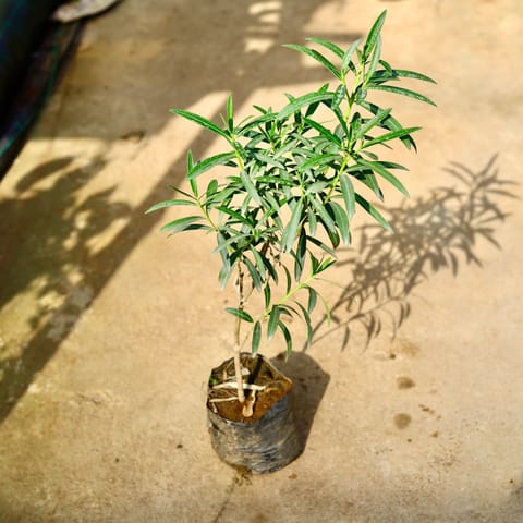 Kaner / Oleander Pink in 8 Inch Nursery Bag