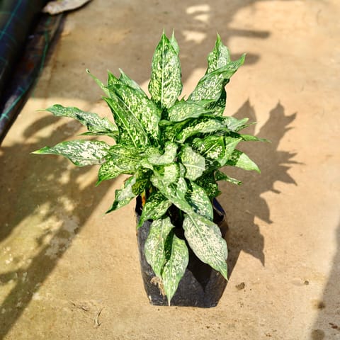 Aglaonema Snow White in 10 Inch Nursery Bag