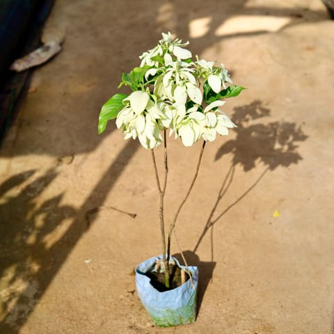 Mussaenda (Any Colour) in 8 Inch Nursery Bag