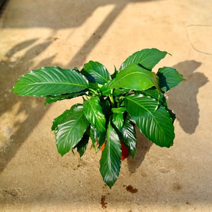 Buy Peace Lily in 6 Inch Nursery Pot Online | Urvann.com