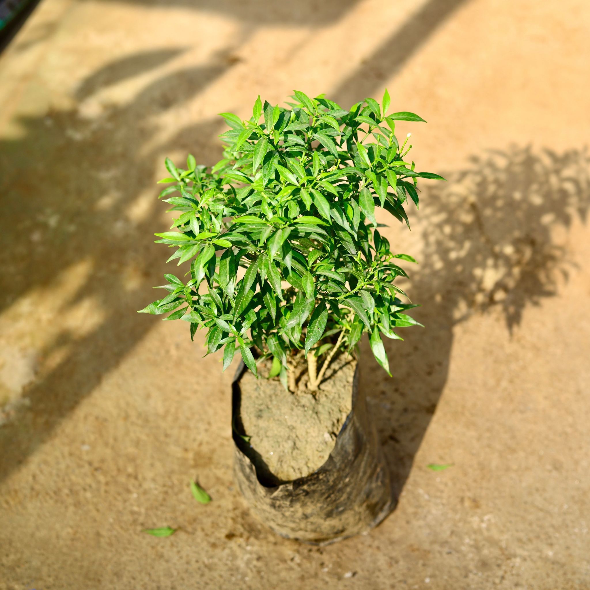 Chandni Dwarf in 6 Inch Nursery Bag