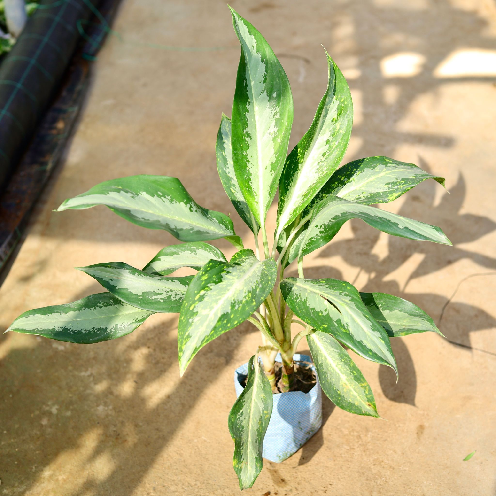 Aglaonema Dove in 8 Inch Nursery Bag