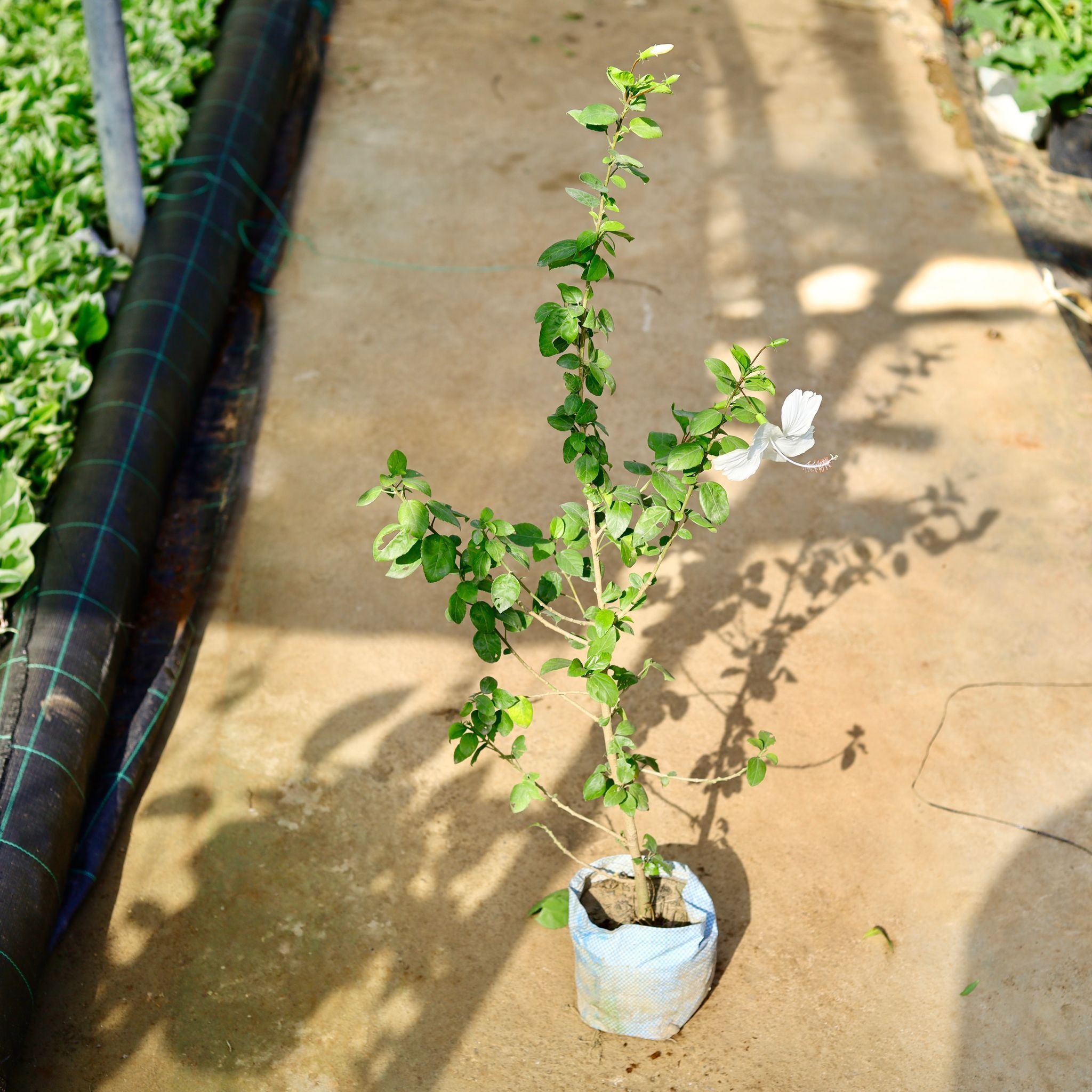 Hibiscus / Gudhal White in 8 Inch Nursery Bag