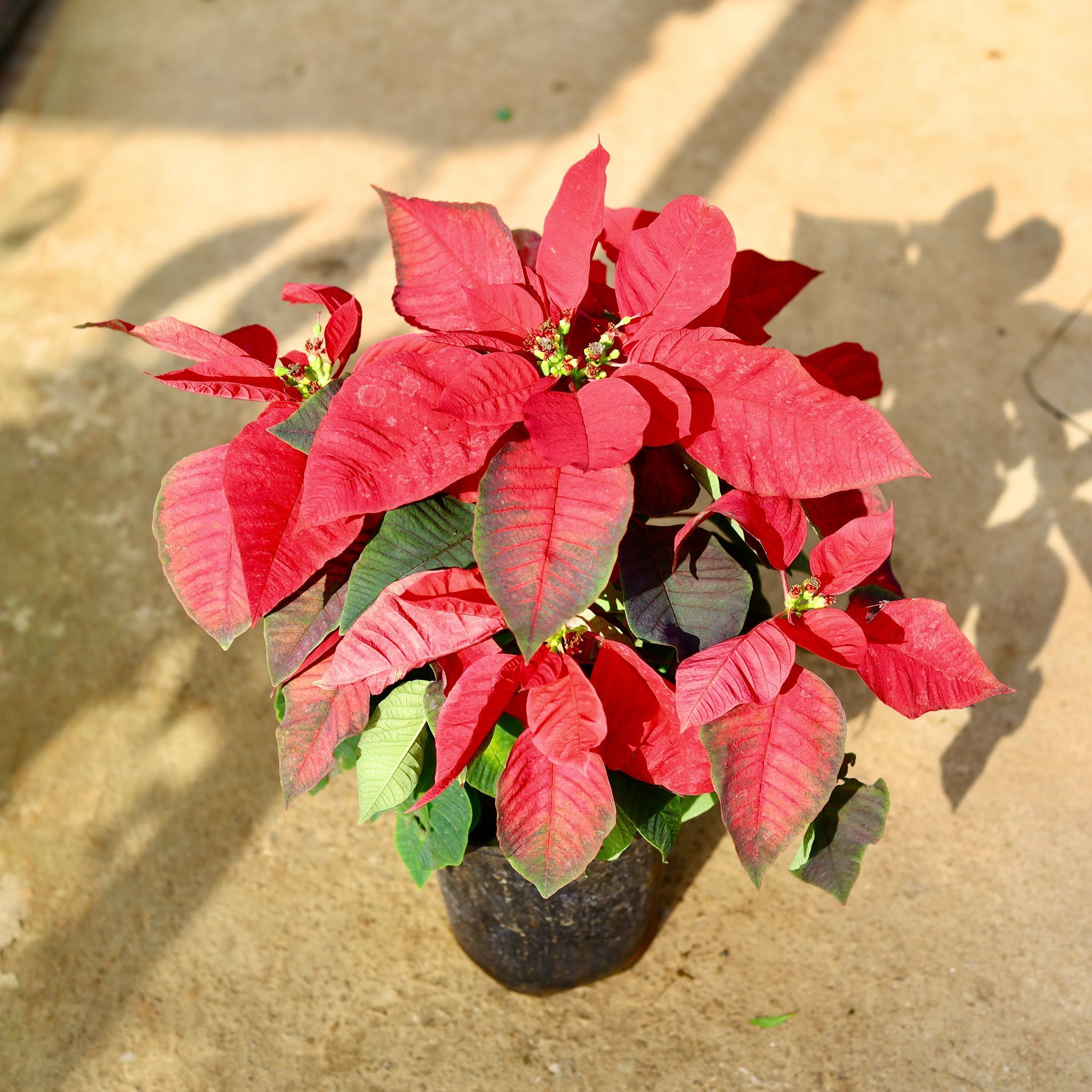 Poinsettia / Christmas Flower Red in 6 Inch Nursery Pot