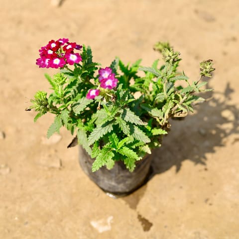 Verbena Pink in 3 Inch Nursery Bag