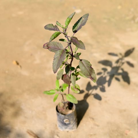 Shyama Tulsi in 4 Inch Nursery Bag