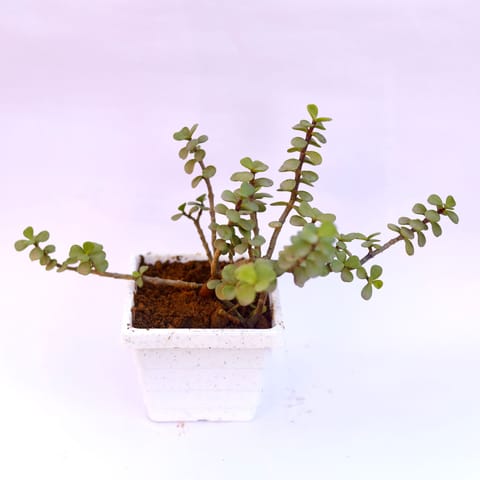 Jade in 4 Inch White Marble Premium Orchid Square Plastic Pot