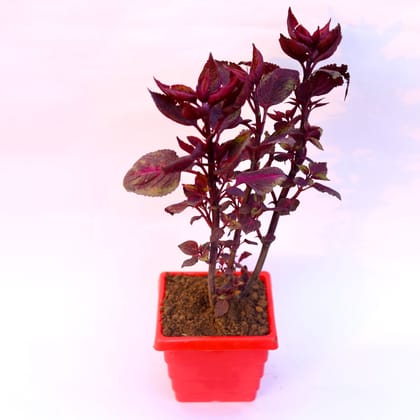 Buy Coleus Red (any design) in 6 Inch Red Premium Orchid Square Plastic Pot Online | Urvann.com