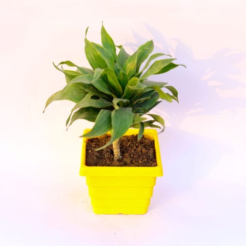 Dracaena Compacta in 4 Inch Yellow Premium Orchid Square Plastic Pot