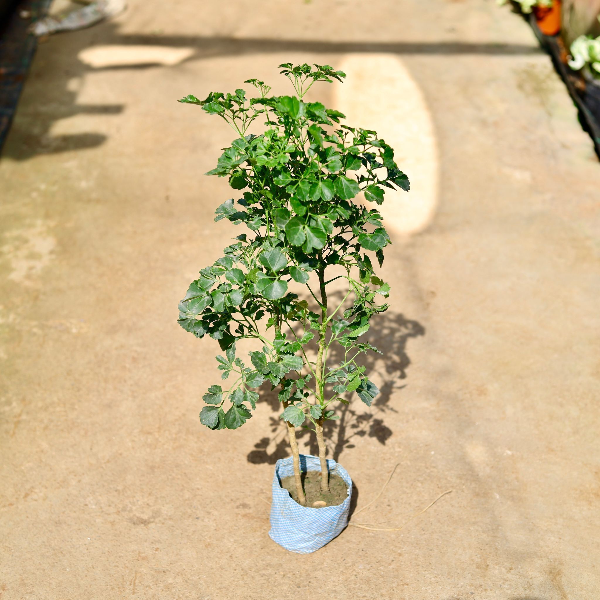 Aralia Ming in 4 Inch Nursery Bag