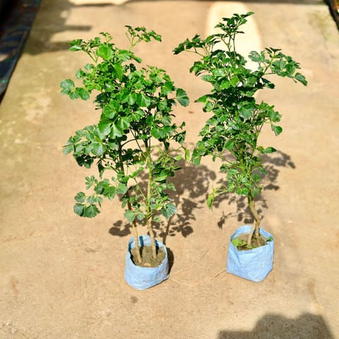 Set of 2 - Aralia Ming in 4 Inch Nursery Bag
