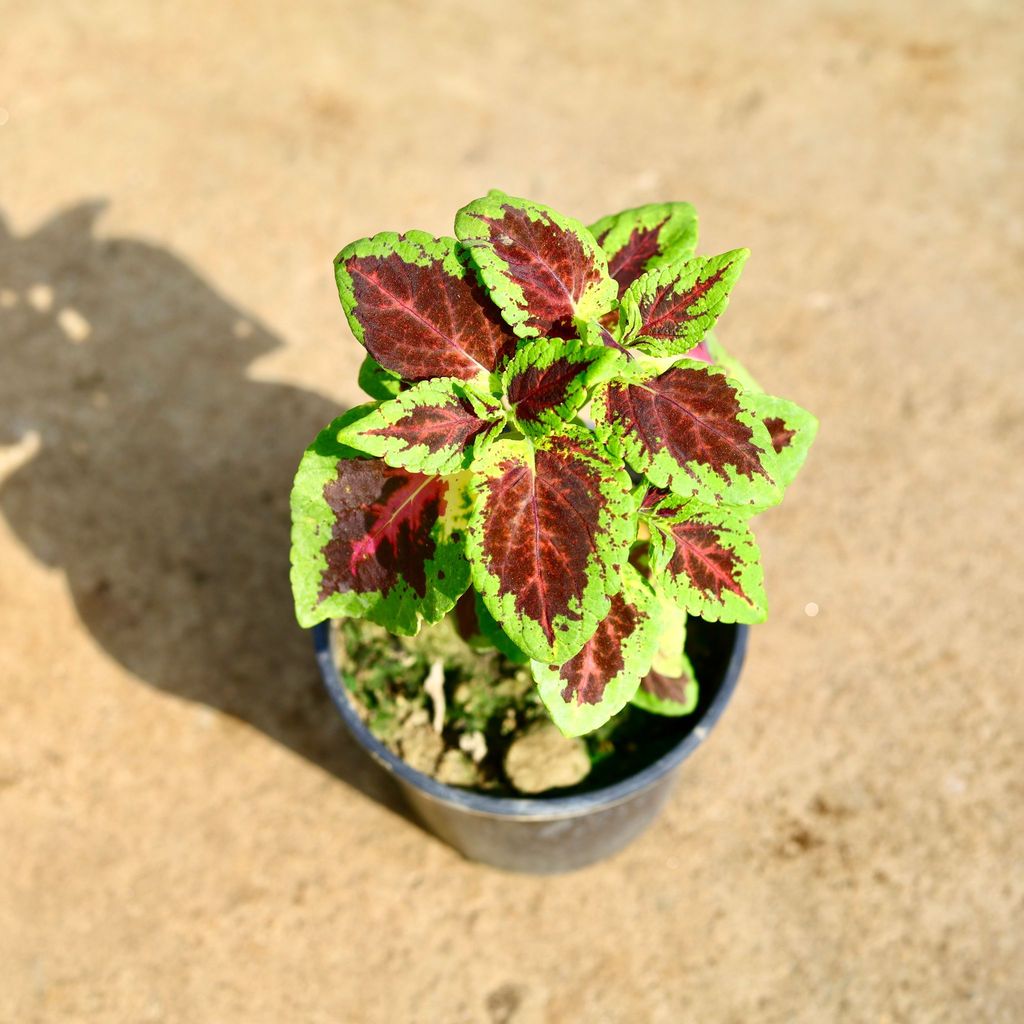 Buy Coleus (Any Colour) in 6 Inch Nursery Pot Online | Urvann.com Coleus (Any Colour) in 6 Inch Nursery Pot