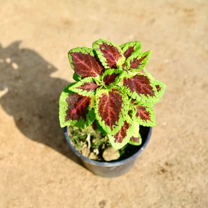 Buy Coleus (Any Colour) in 6 Inch Nursery Pot Online | Urvann.com