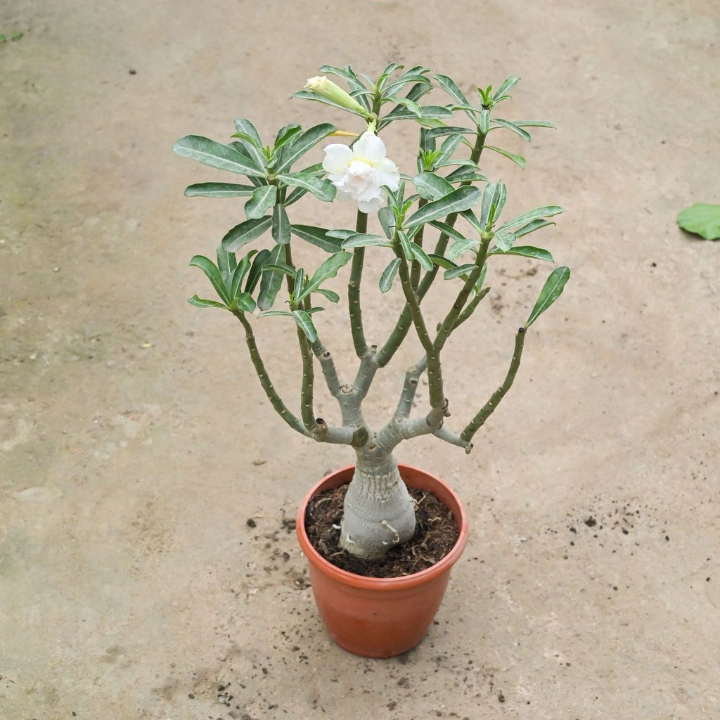 Buy Adenium Grafted (Any Colour) in 6 Inch Red Nursery Pot Online | Urvann.com Adenium Grafted (Any Colour) in 6 Inch Red Nursery Pot