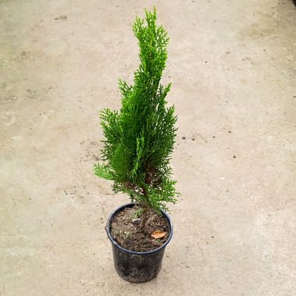 Buy Morpankhi (~ 1.5 Ft) in 6 Inch Nursery Pot Online | Urvann.com