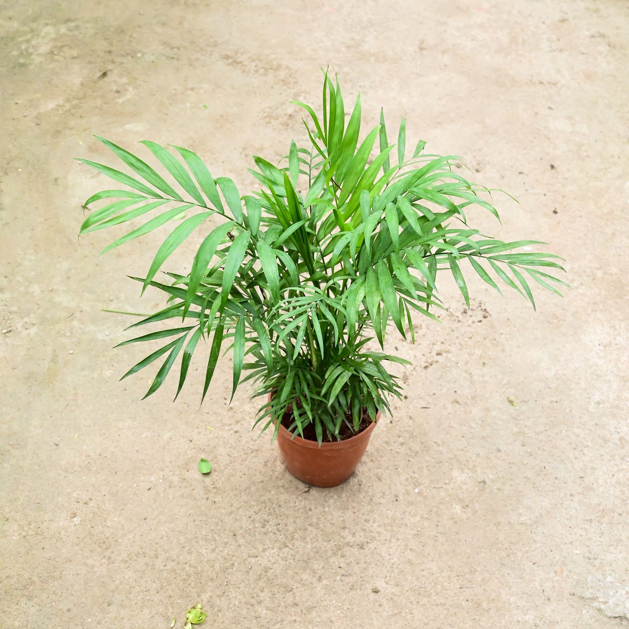 Air Purifying - Chameadorea Palm (Bushy) in 5 Inch Nursery Pot