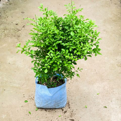 Madhu Kamini / Murraya (Bushy) in 8 Inch Nursery Bag