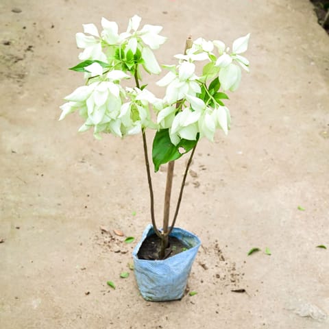 Mussaenda White in 8 Inch Nursery Bag