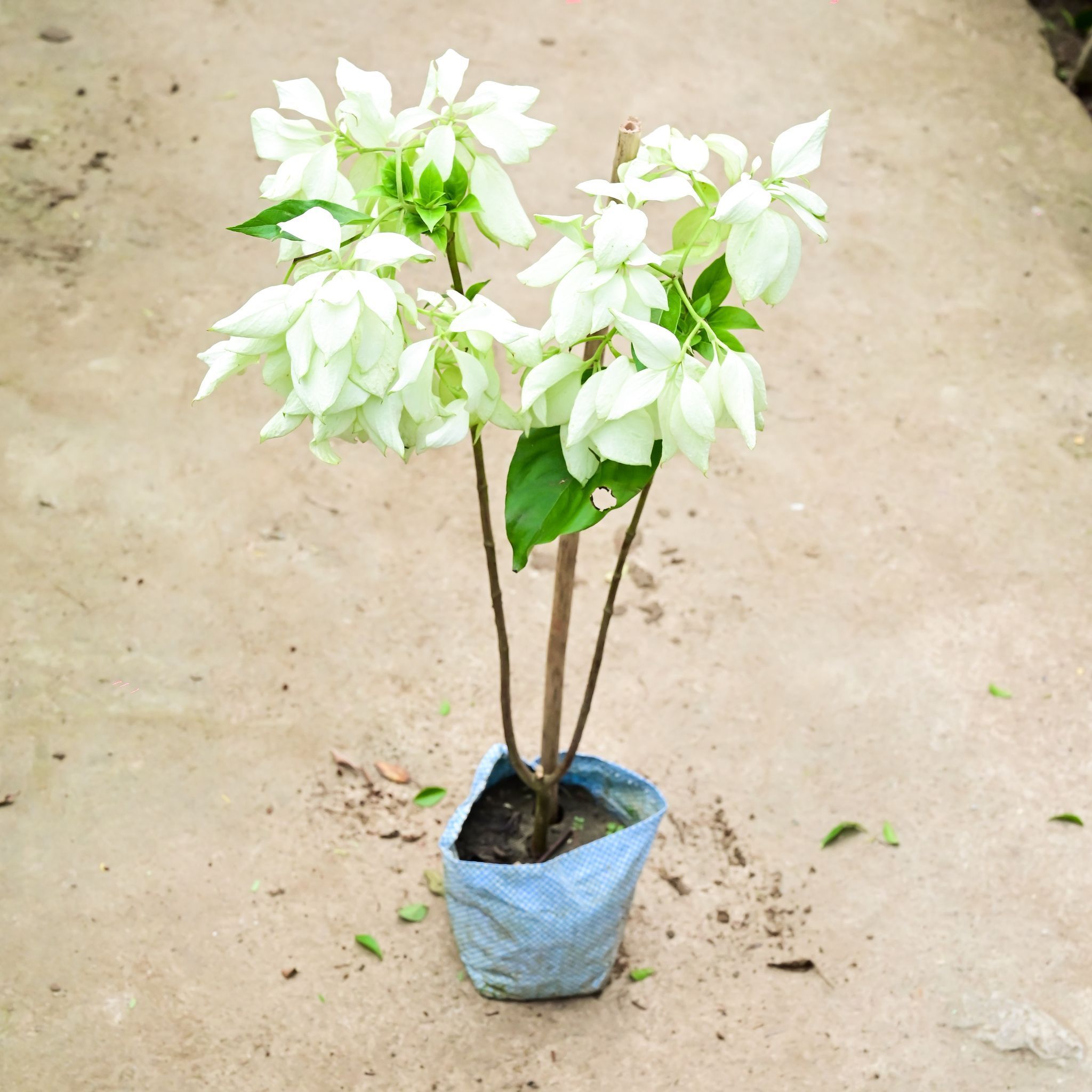 Mussaenda White in 8 Inch Nursery Bag