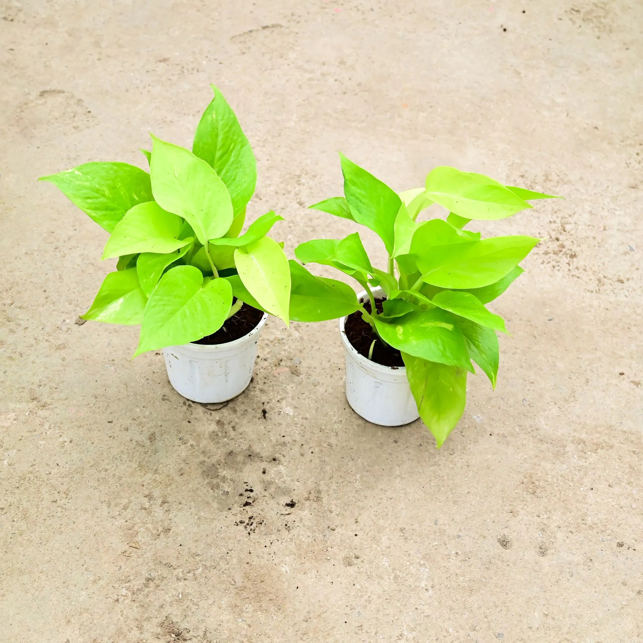 Set Of 2 - Money Plant Golden in 4 Inch Nursery Pot