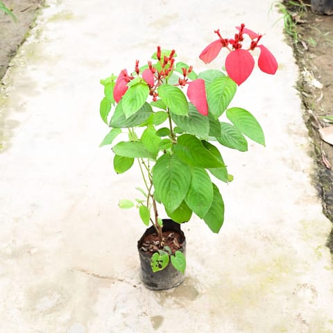 Mussaenda Red in 8 Inch Nursery Bag