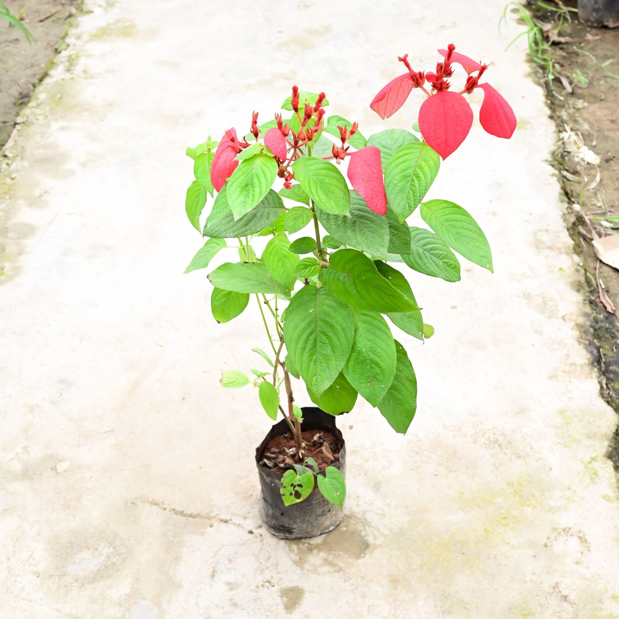 Mussaenda Red in 8 Inch Nursery Bag