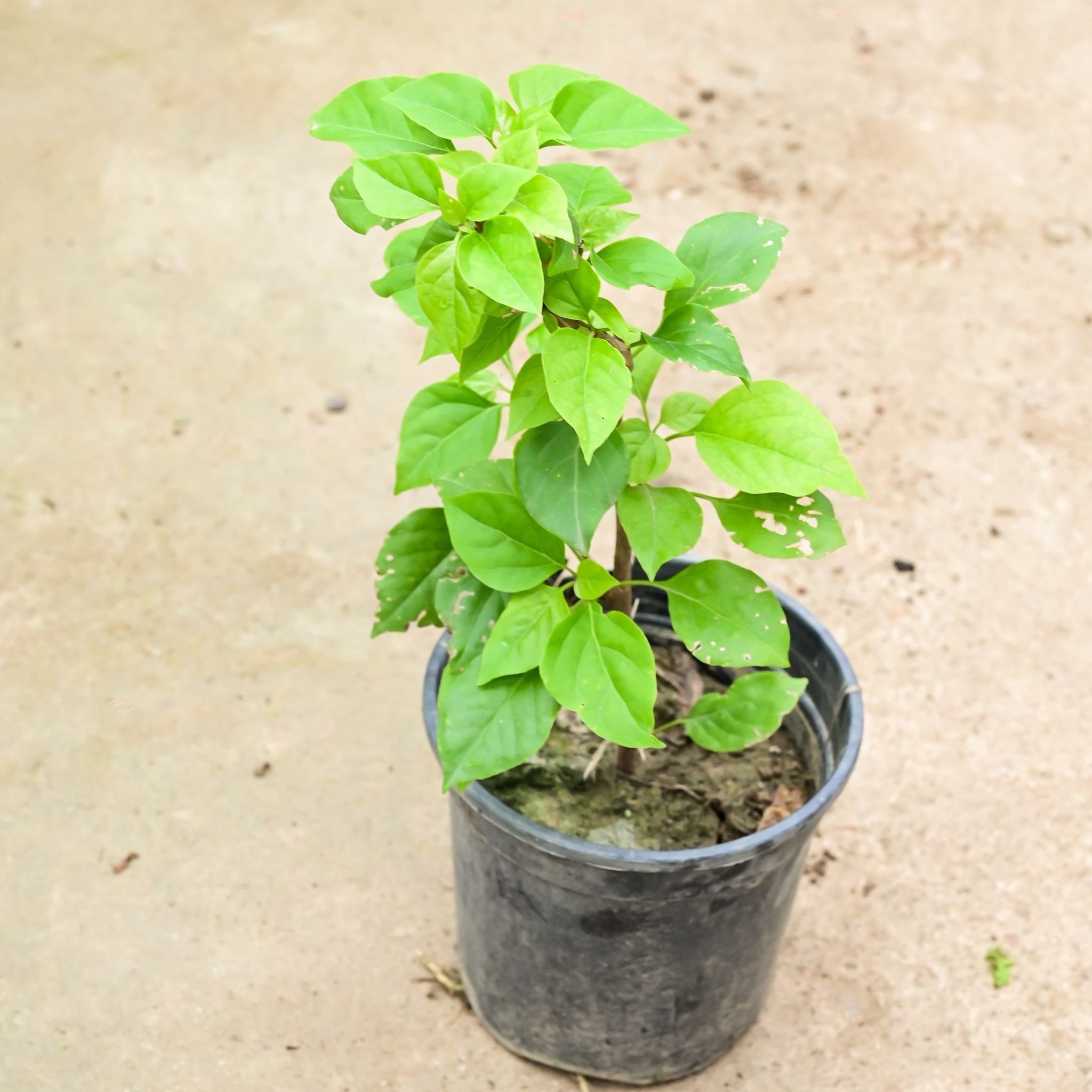 Bougainvillea (any colour) in 6 Inch Nursery Pot
