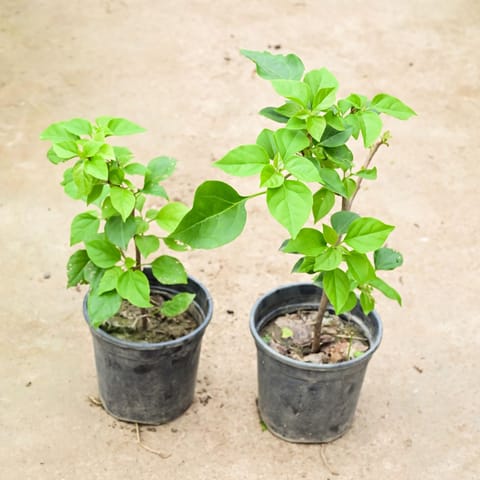 Set of 2 - Bougainvillea (any colour) in 6 Inch Nursery Pot