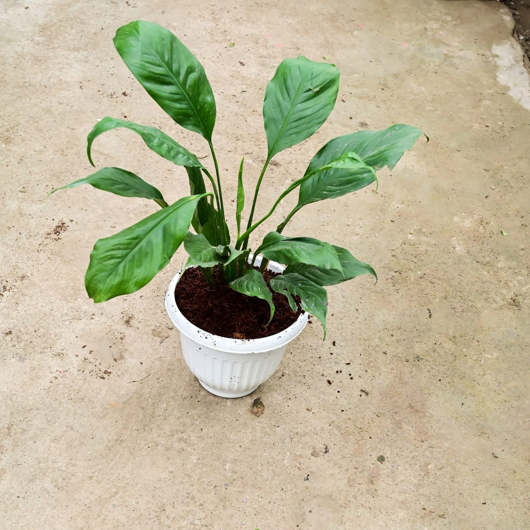 Peace Lily (Bushy) in 10 Inch White Olive Plastic Pot
