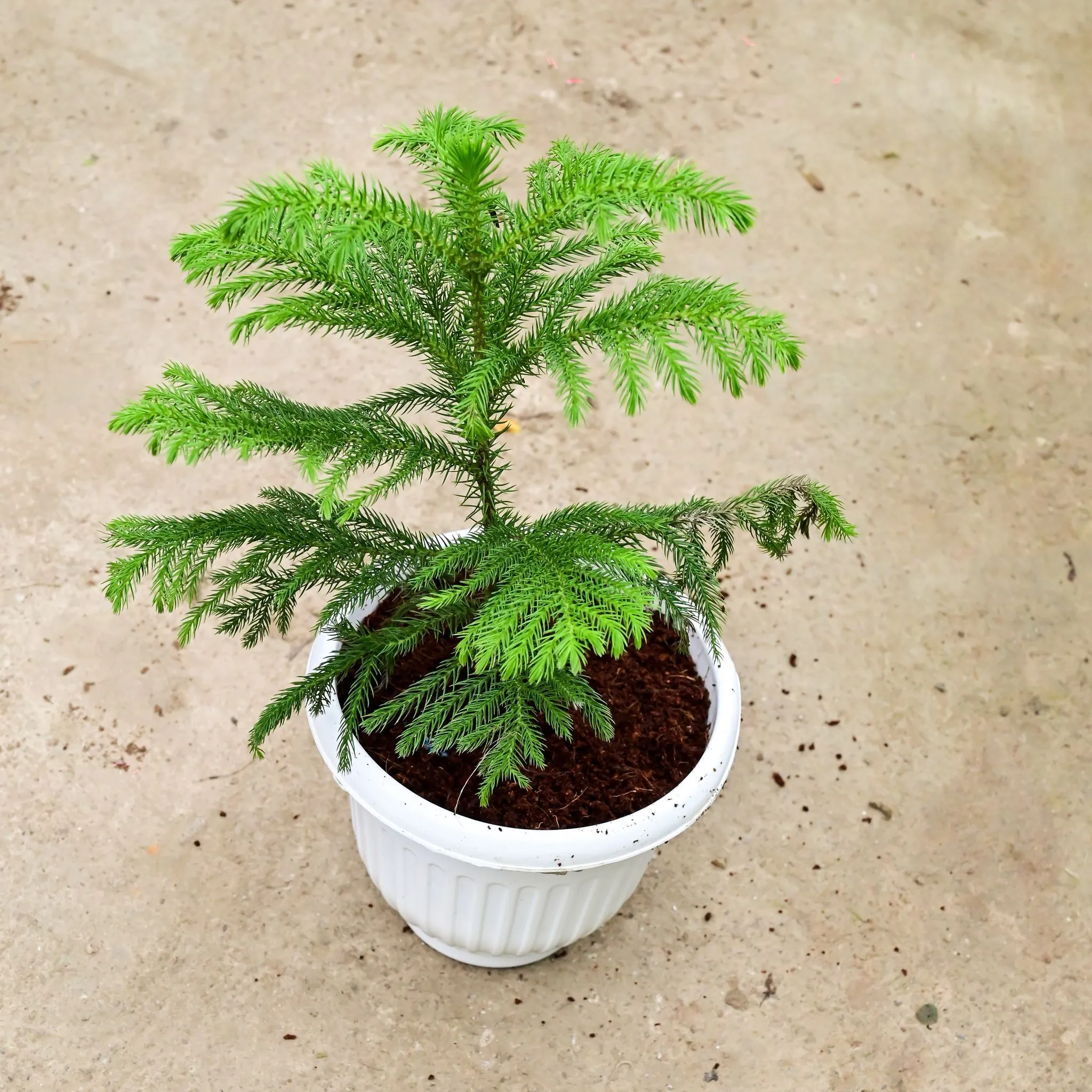 Araucaria / Christmas Tree in 8 Inch White Olive Plastic Pot