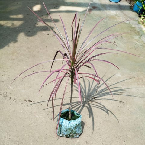 Air Purifying - Dracaena Colorama / Marginata Red in 4 Inch Nursery Bag