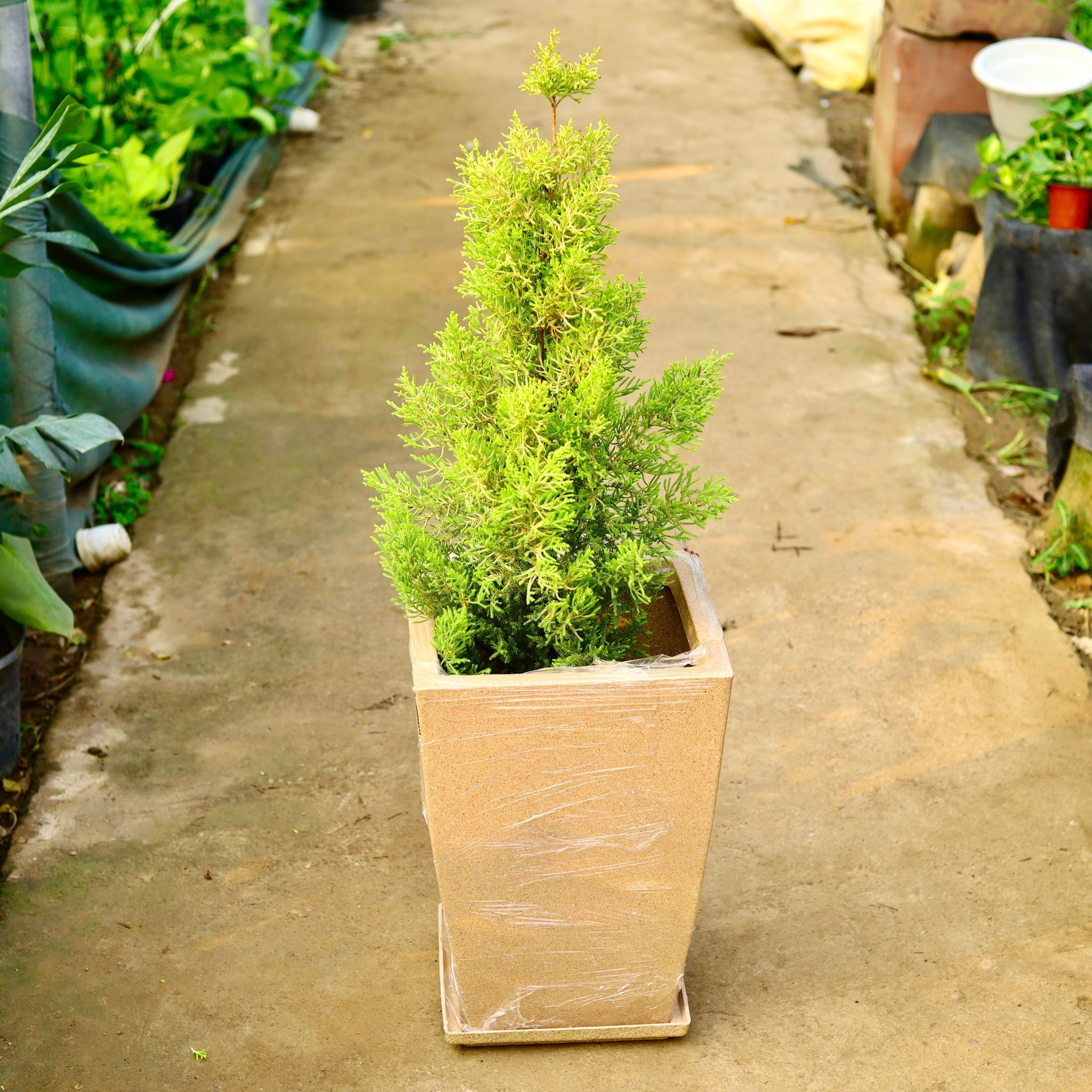 Golden Cypress in 12 X 10 Inch Sandstone Premium Blaze Fiberglass Planter with tray- Durable large size decorative fiber pot for indoor outdoor plants with 5 year warranty
