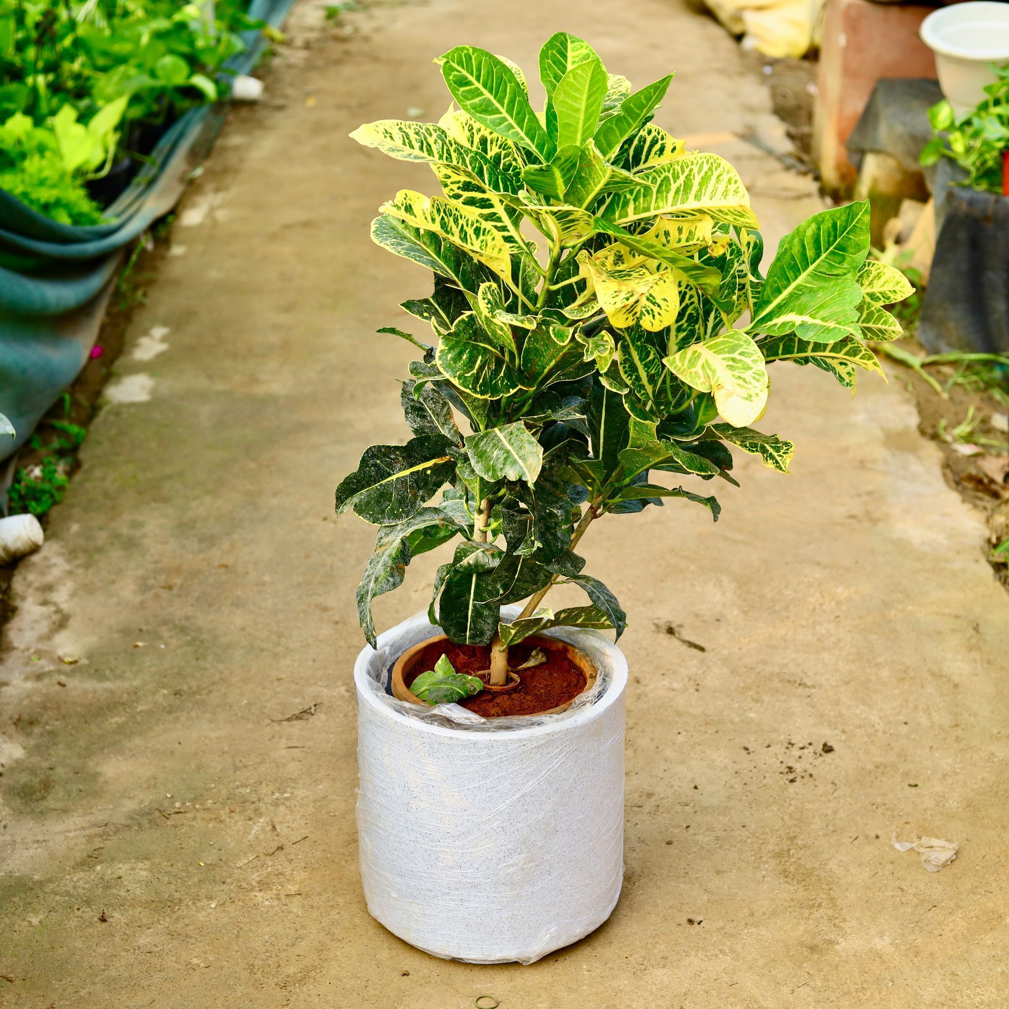 Croton Petra Green in 11 X 11 Inch White Premium Dochieo Fiberglass Planter- Durable large size decorative fiber pot for indoor outdoor plants with 5 year warranty