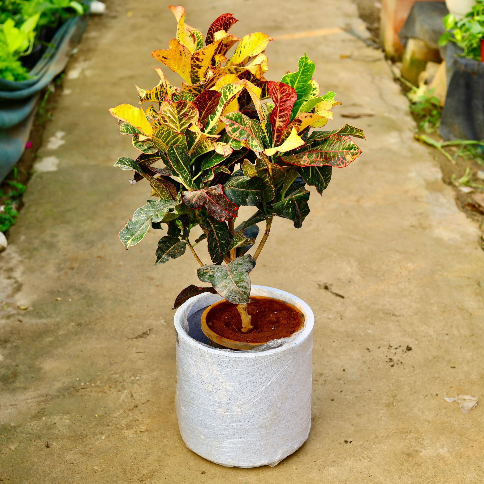 Croton Petra Yellow in 11 X 11 Inch White Premium Dochieo Fiberglass Planter- Durable large size decorative fiber pot for indoor outdoor plants with 5 year warranty