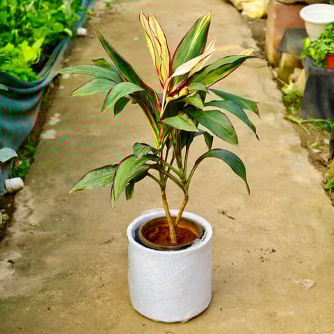 Dracaena Variegated in 11 X 11 Inch White Premium Dochieo Fiberglass Planter- Durable large size decorative fiber pot for indoor outdoor plants with 5 year warranty