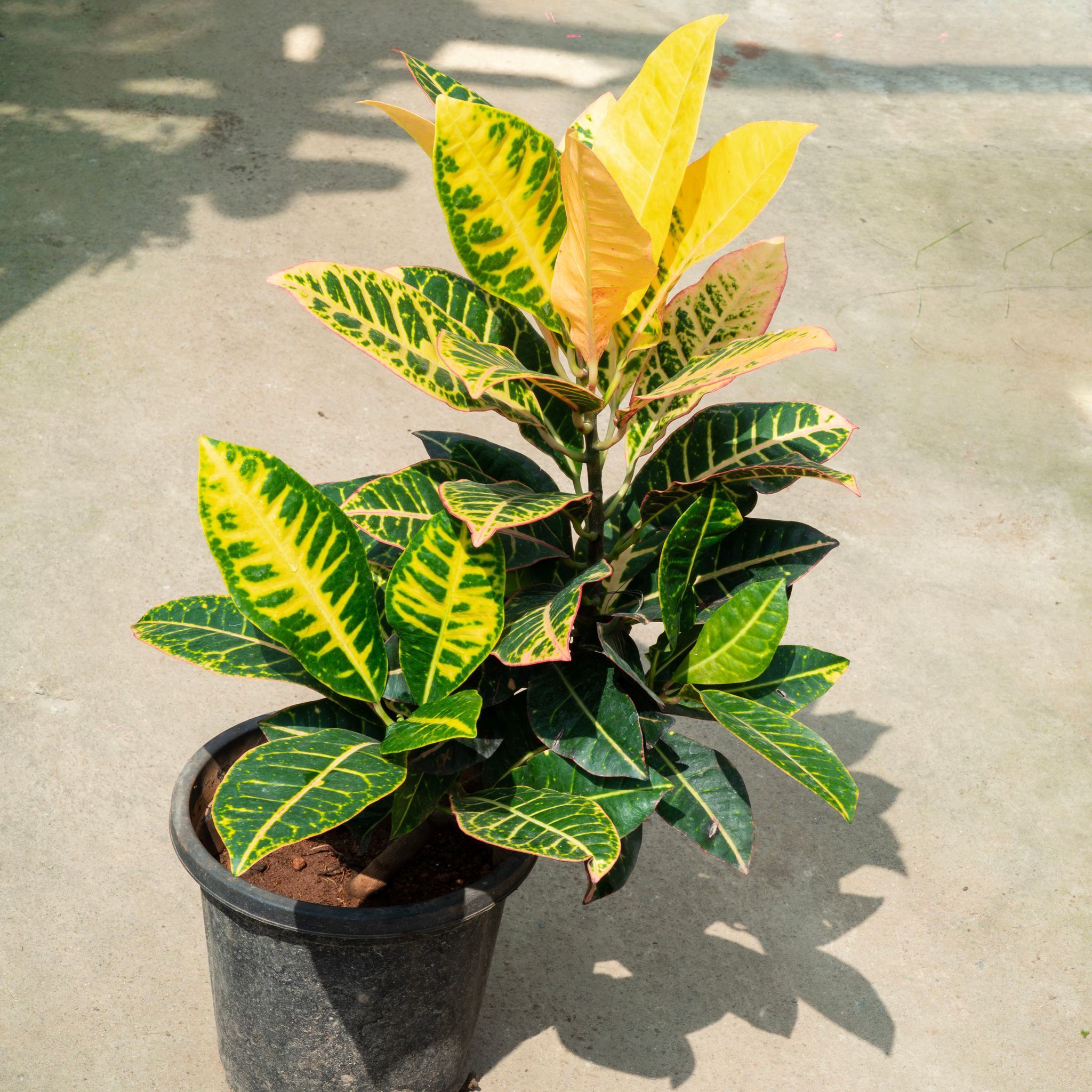 Set Of 2 - Croton Petra (~ 2 Ft) in 8 Inch Nursery Pot
