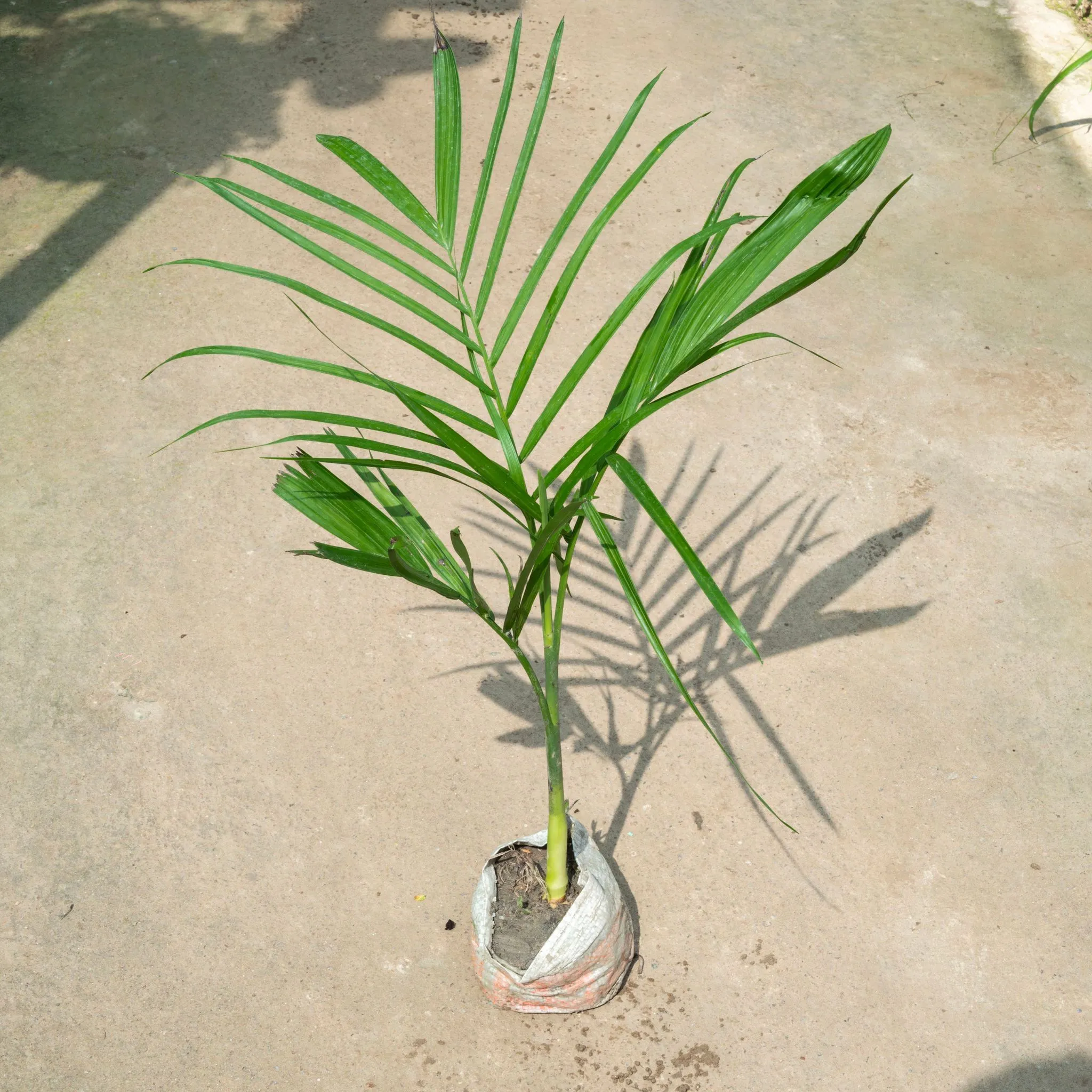 Air Purifying - Cane Palm (~ 1.5 Ft) in 4 Inch Nursery Bag