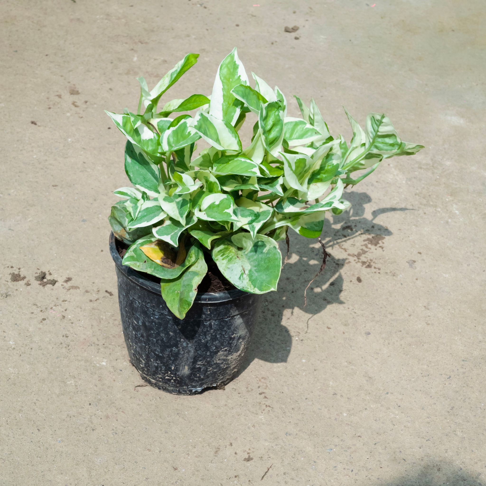 Money Plant N'joy in 4 Inch Nursery Pot