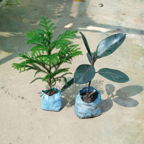 Set Of 2 - Araucaria / Christmas Tree & Rubber Black (~ 1.5 Ft) in 4 & 8 Inch Nursery Bag