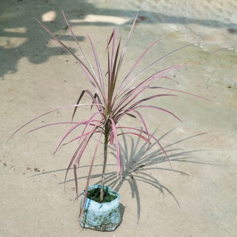 Dracaena Colorama / Marginata Red (~ 1.5 Ft) in 4 Inch Nursery Bag