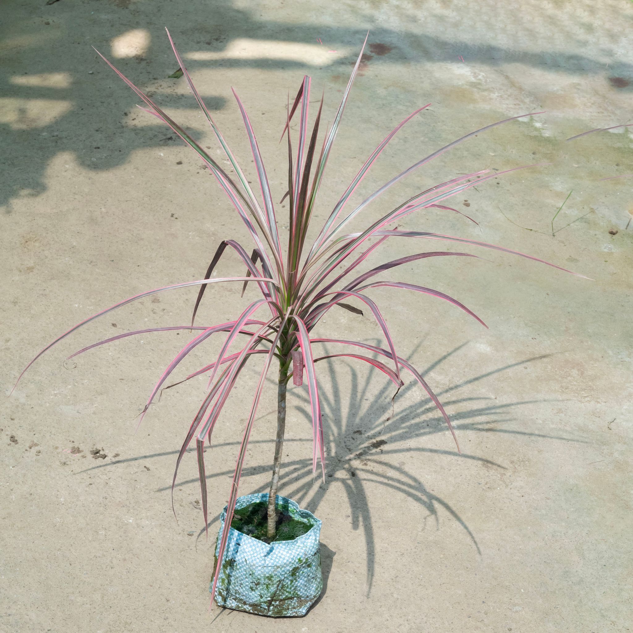 Dracaena Colorama / Marginata Red (~ 1.5 Ft) in 4 Inch Nursery Bag