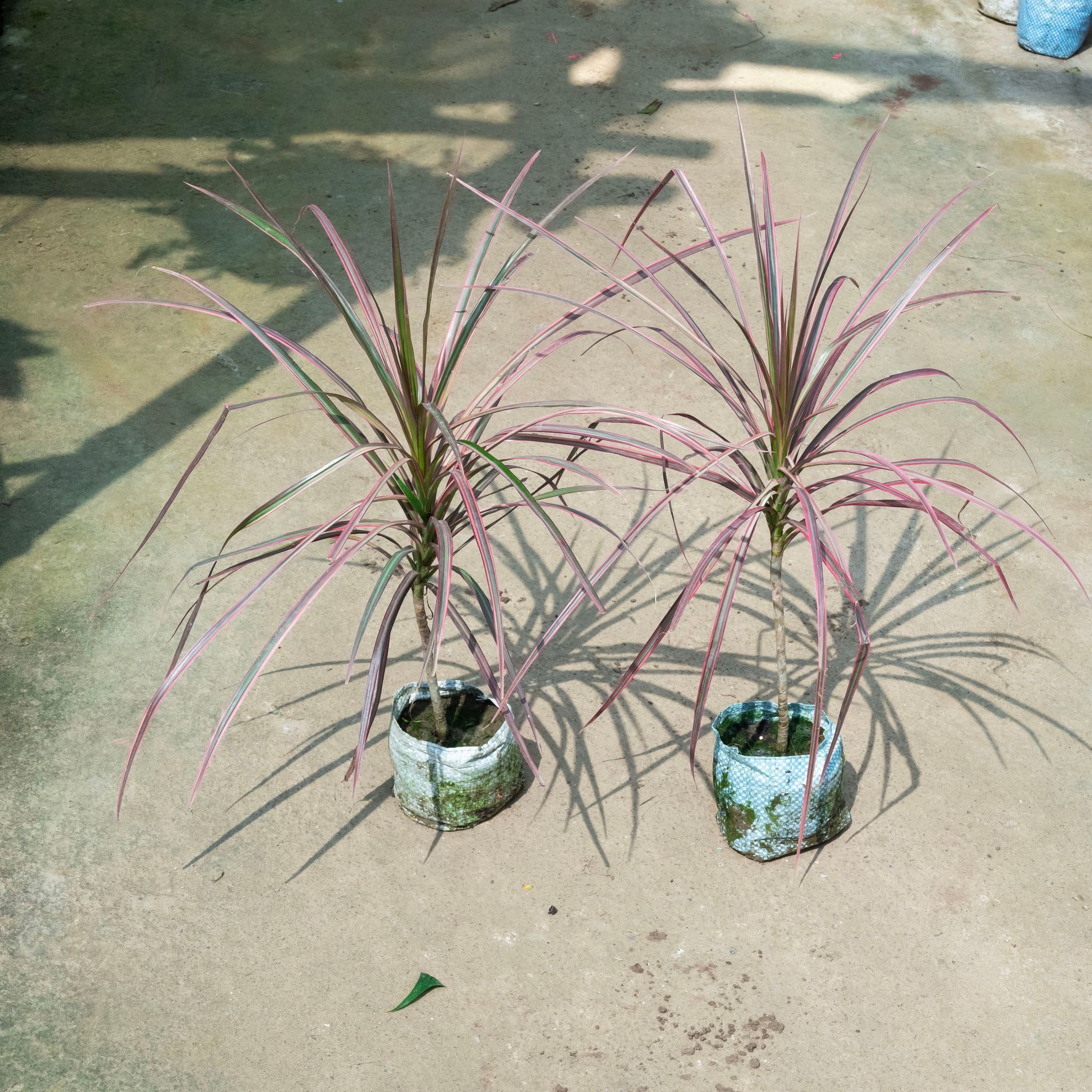 Set Of 2 - Dracaena Colorama / Marginata Red (~ 1.5 Ft) in 4 Inch Nursery Bag