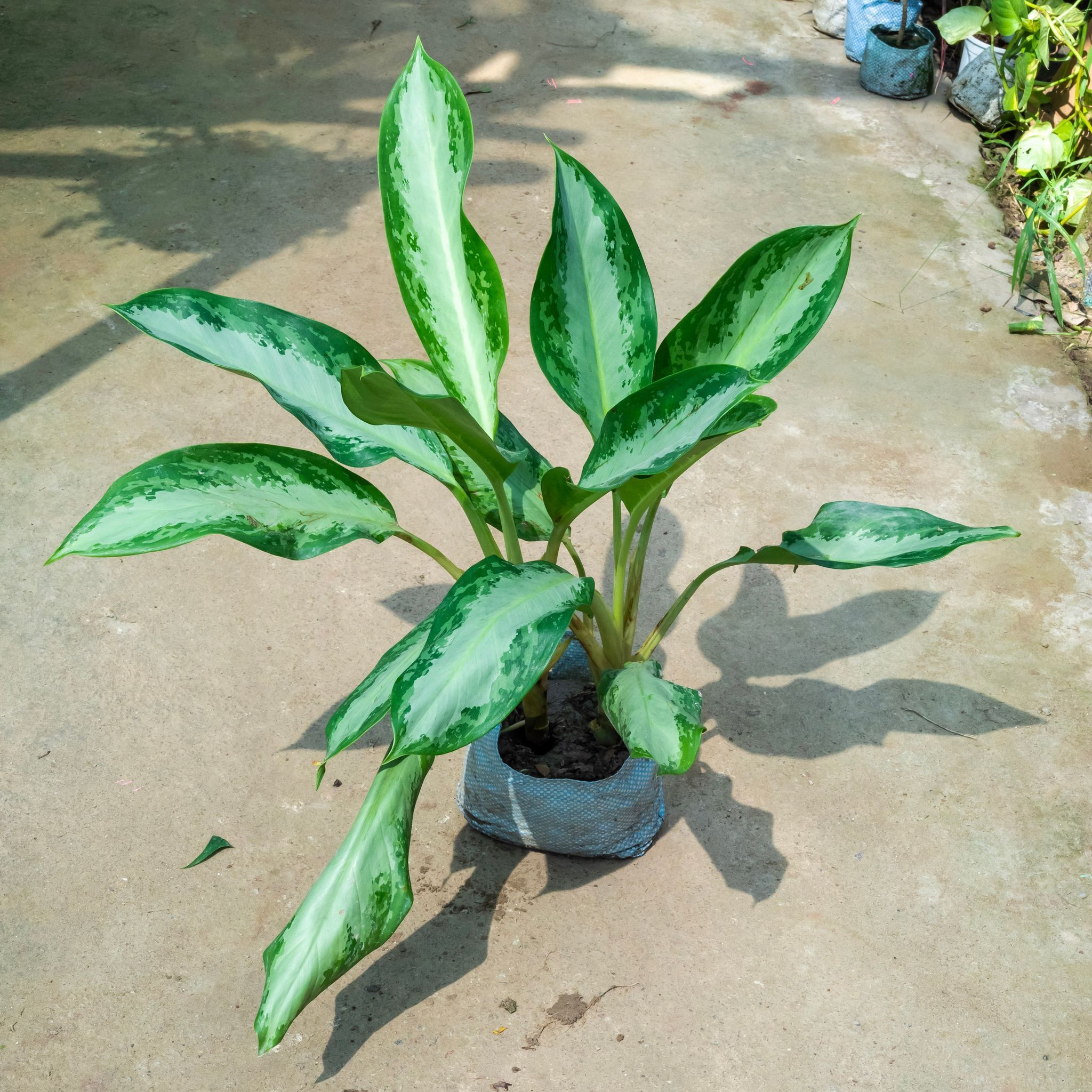 Aglaonema Silver (~ 1.5 Ft) in 7 Inch Nursery Bag