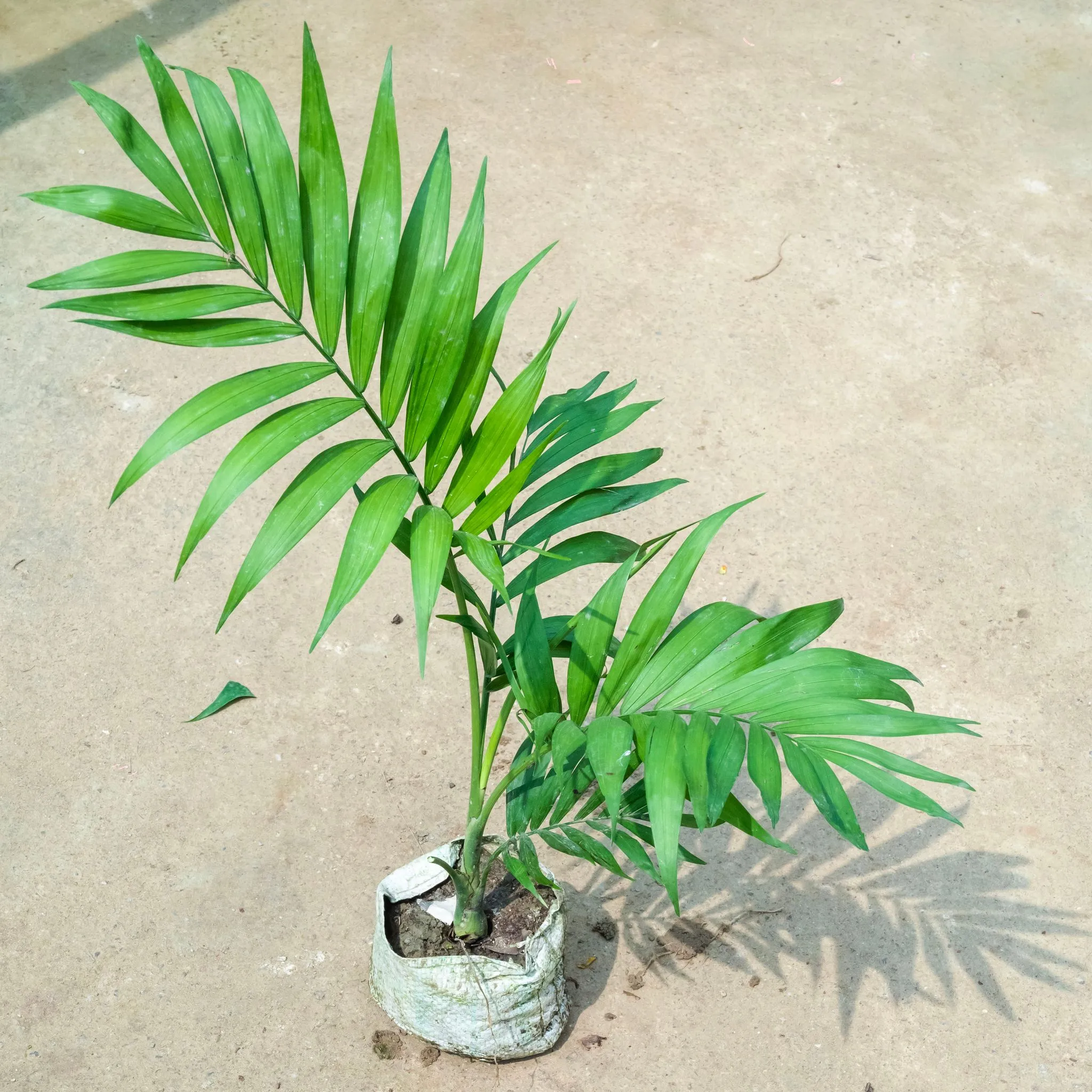 Chameadorea Palm (~ 1.5 Ft) in 4 Inch Nursery Bag