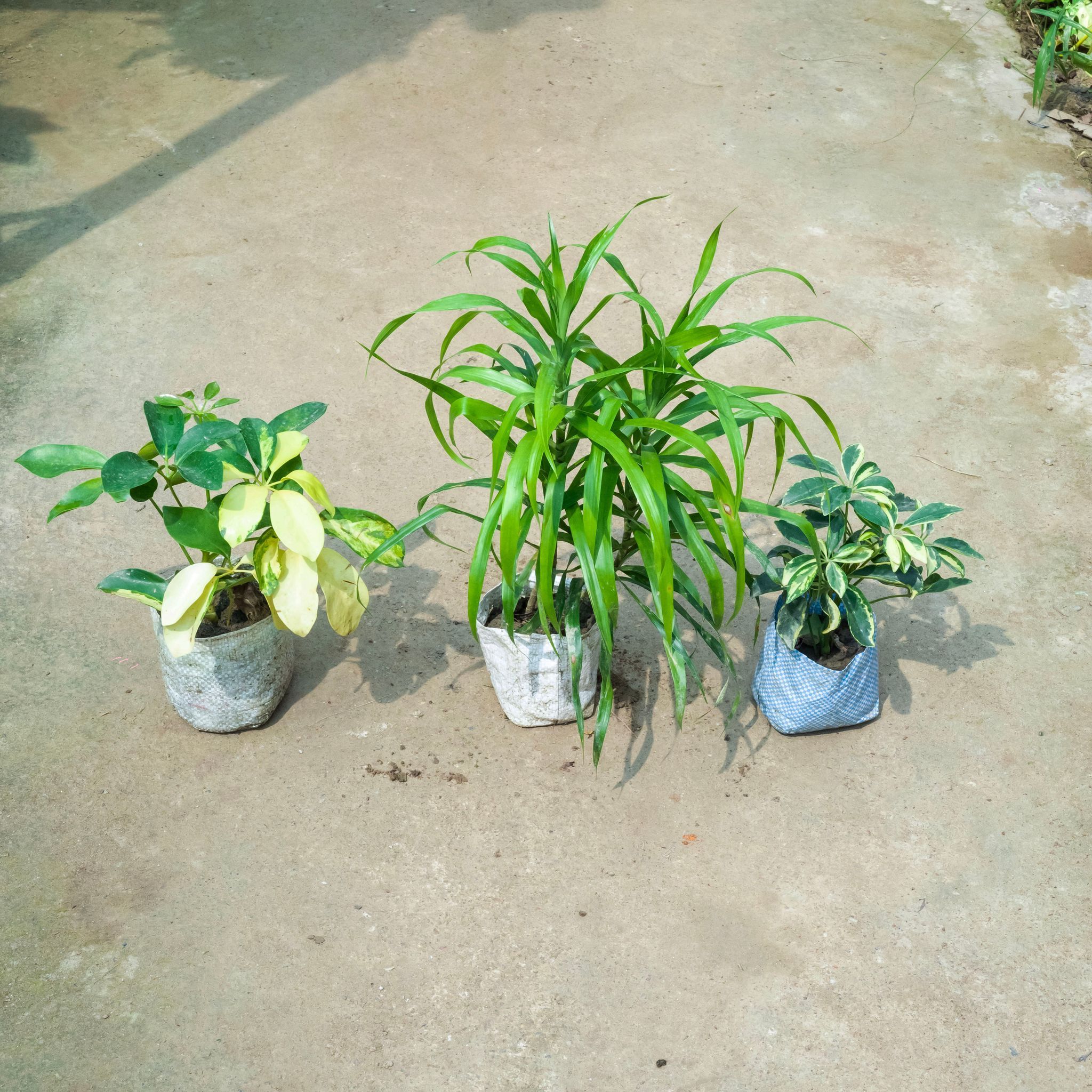 Air Purifying - Set Of 3 - Dracaena Green, Schefflera (Variegated & Brassia) in 4 Inch Nursery Bag
