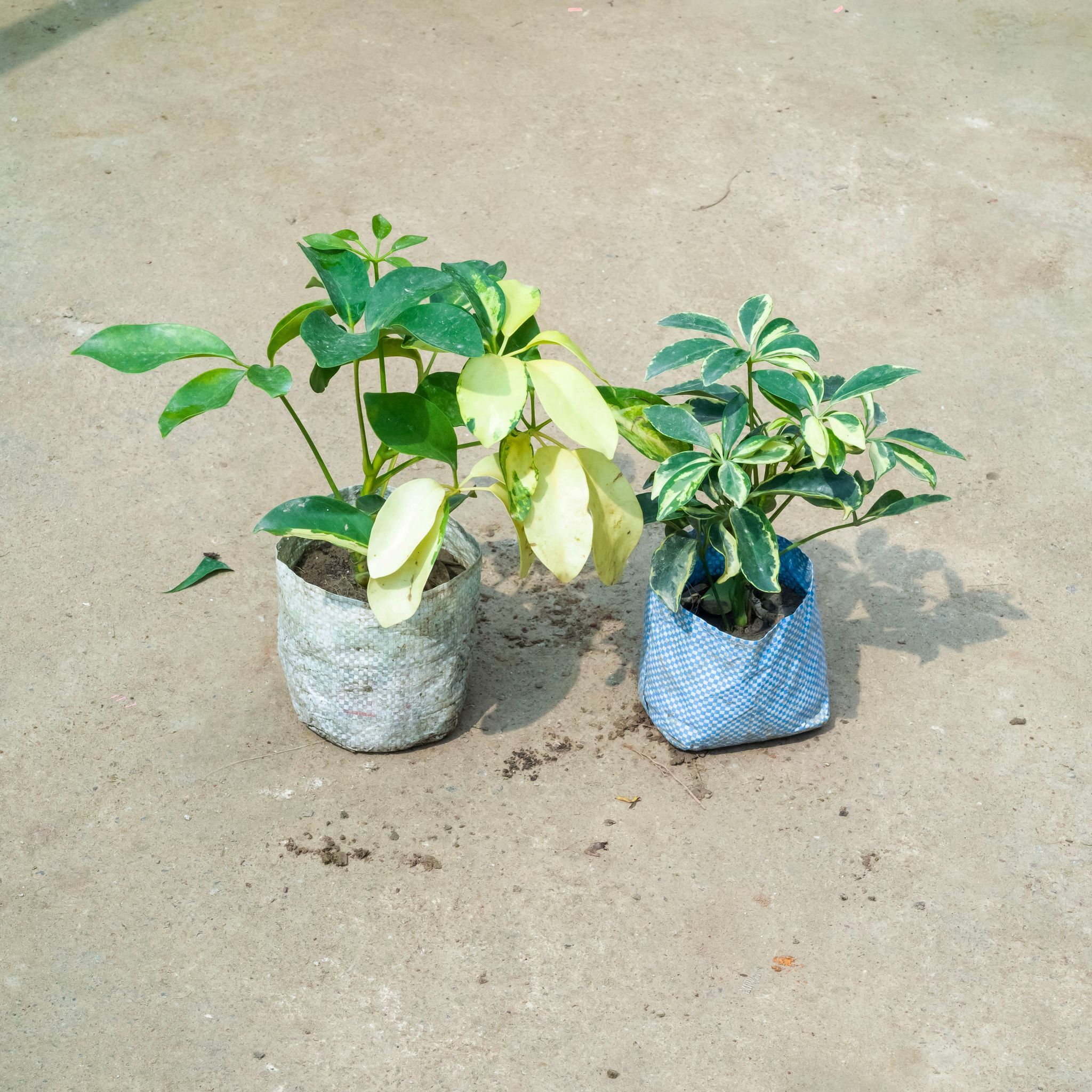 Set Of 2 - Schefflera (Variegated & Brassia) in 4 Inch Nursery Bag